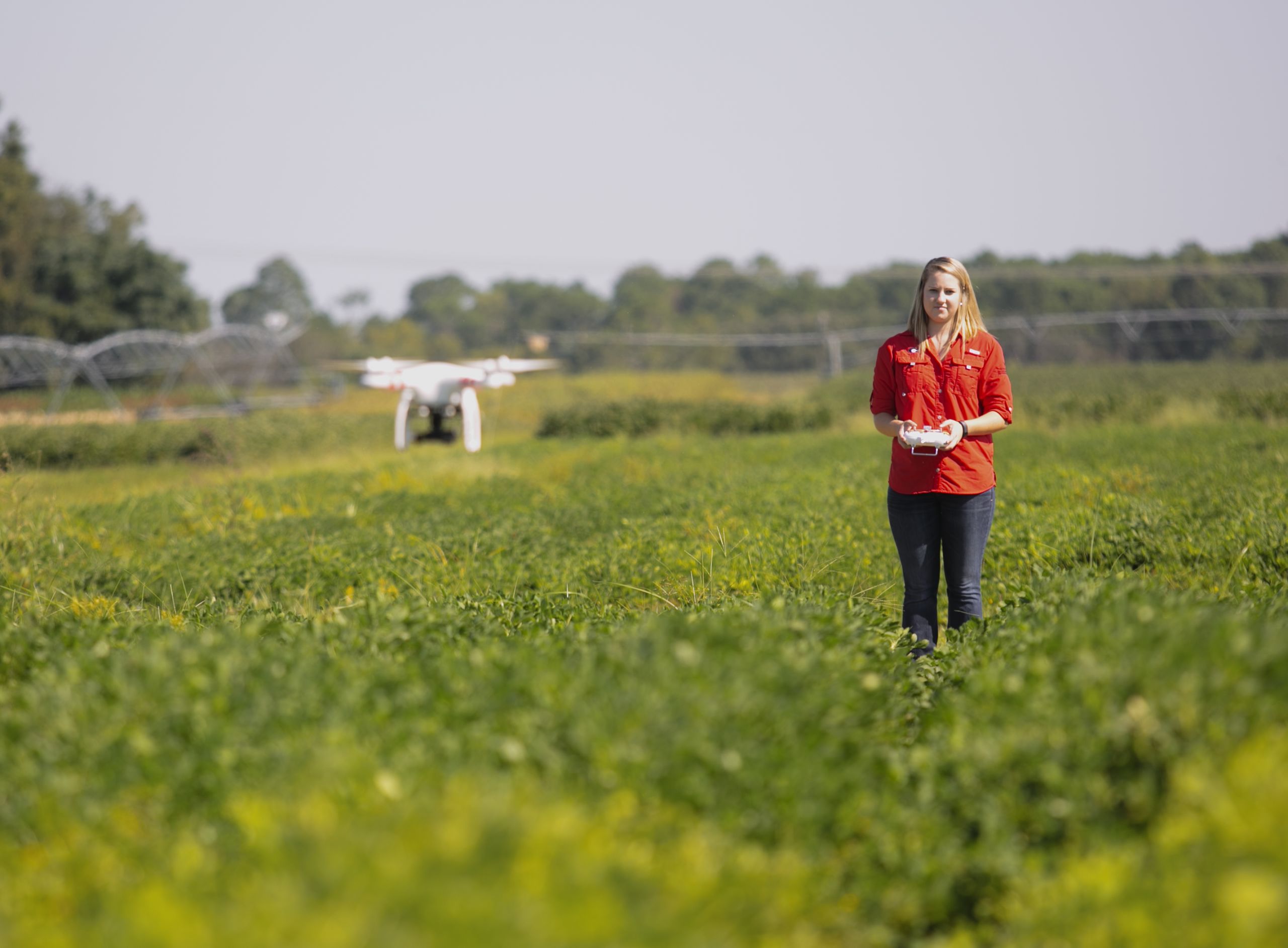 A CAES student flies a drone over a peanut field at the UGA Tifton campus