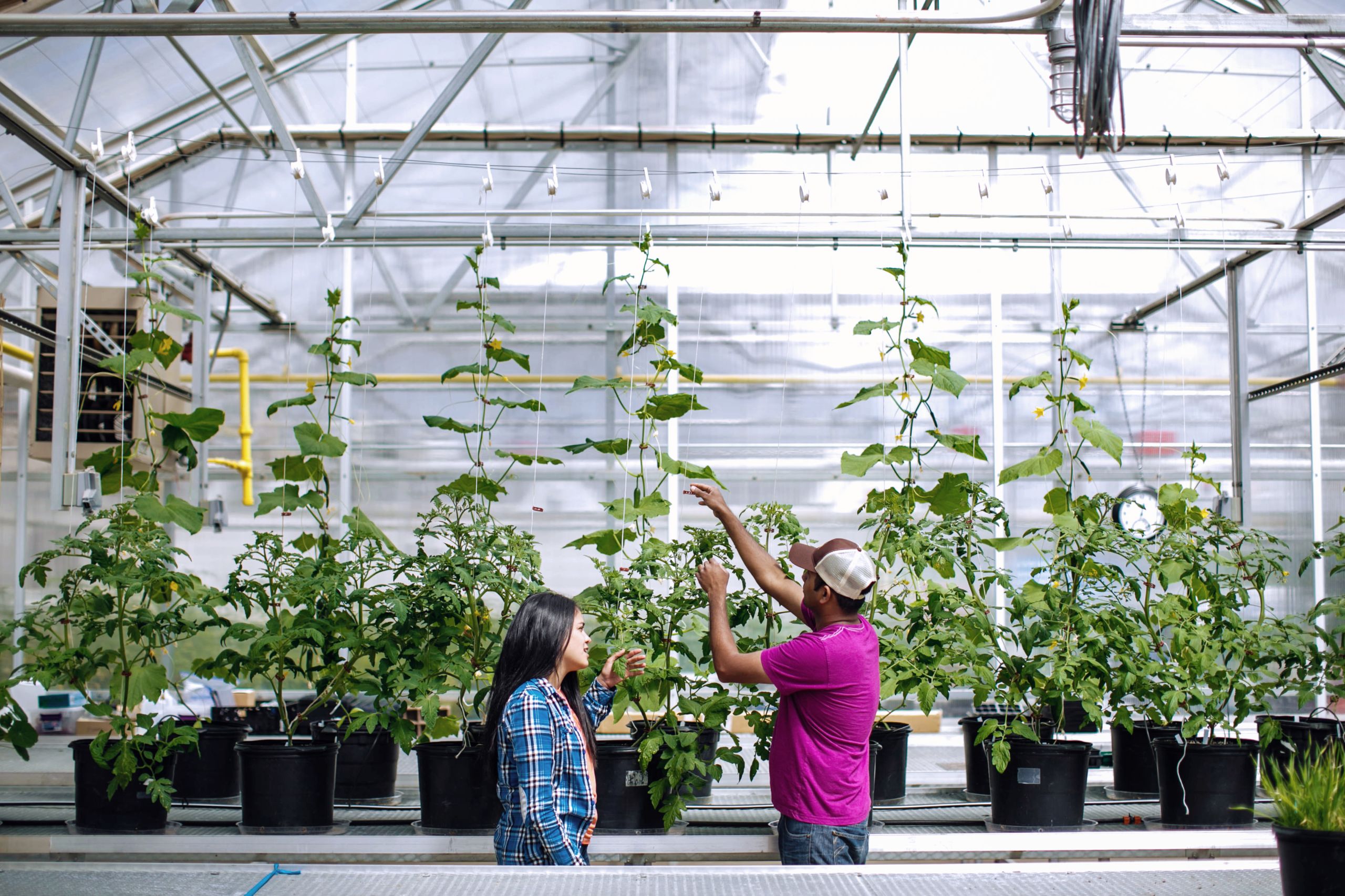 Students stabilize tomato plants with wire guides in a greenhouse