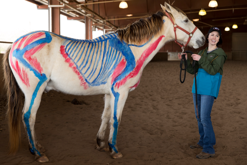 Undergraduate students paint on a horse during an anatomy lab