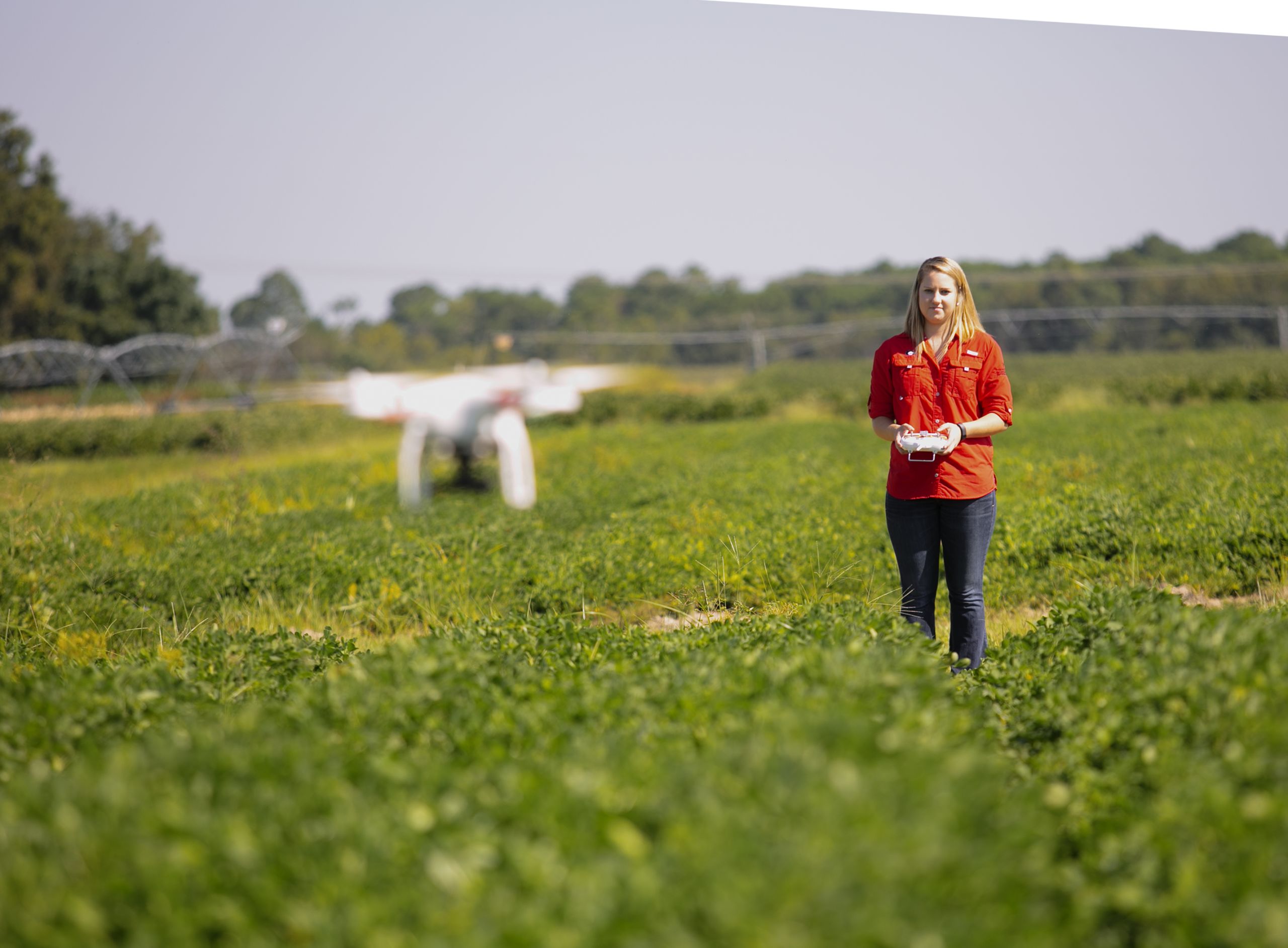 A CAES student flies a drone over a peanut field at the UGA Tifton campus