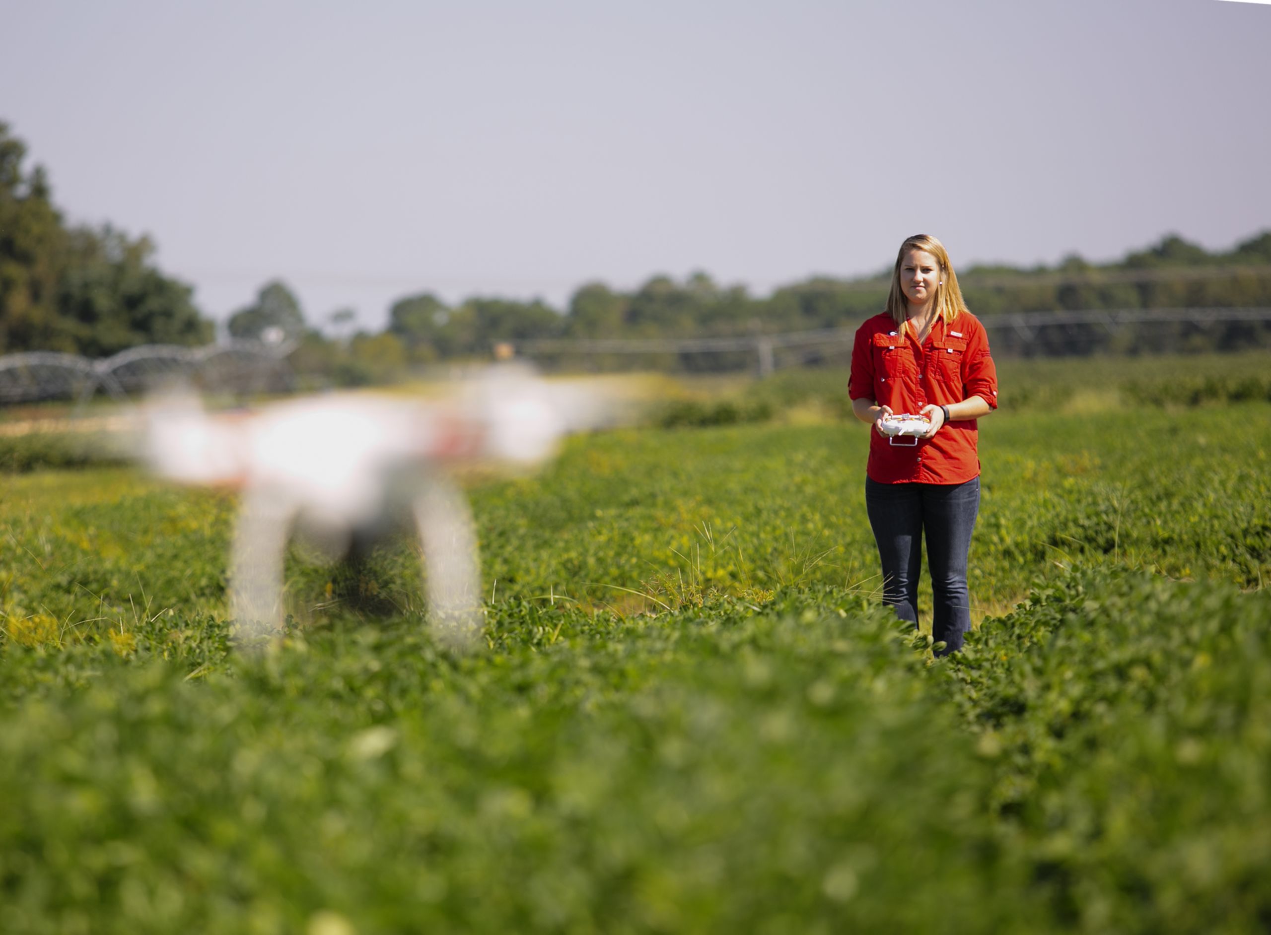 A CAES student flies a drone over a peanut field at the UGA Tifton campus