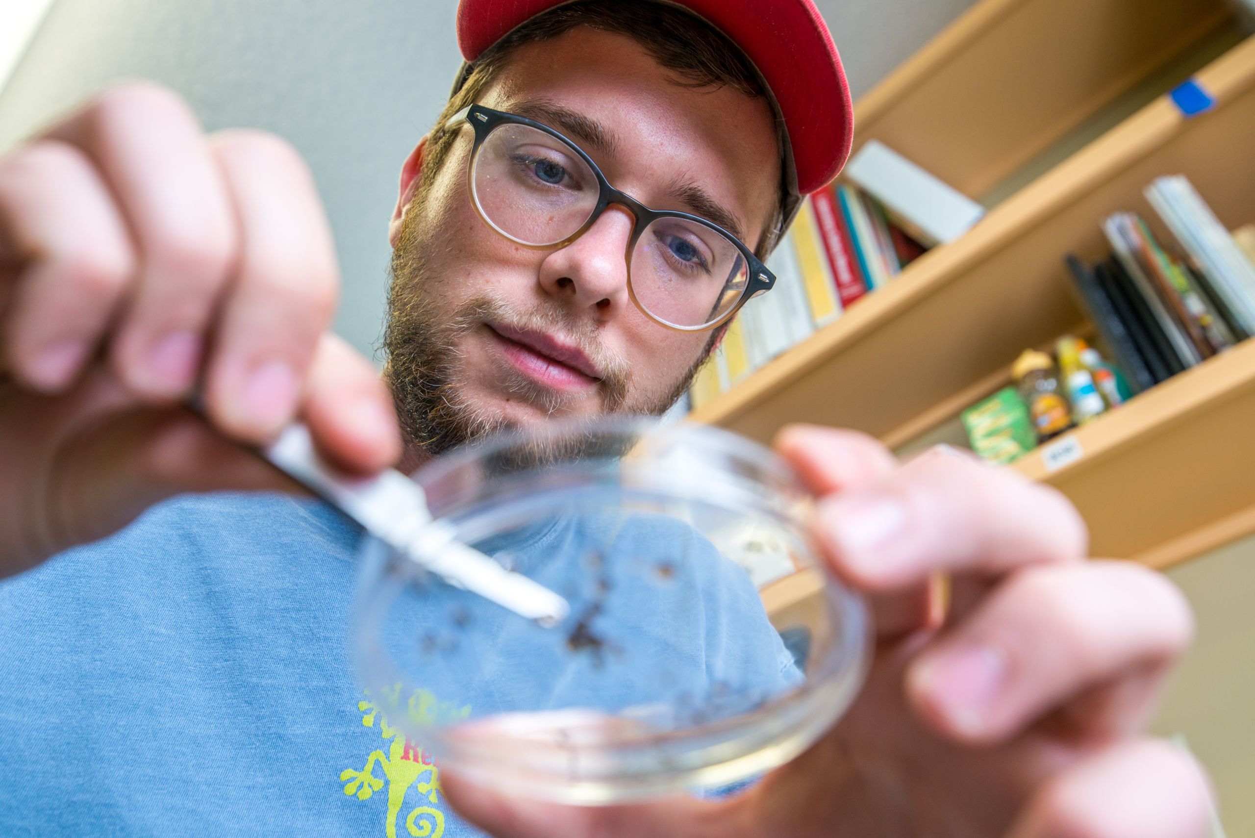 A Tifton campus student examines bugs in a petri dish